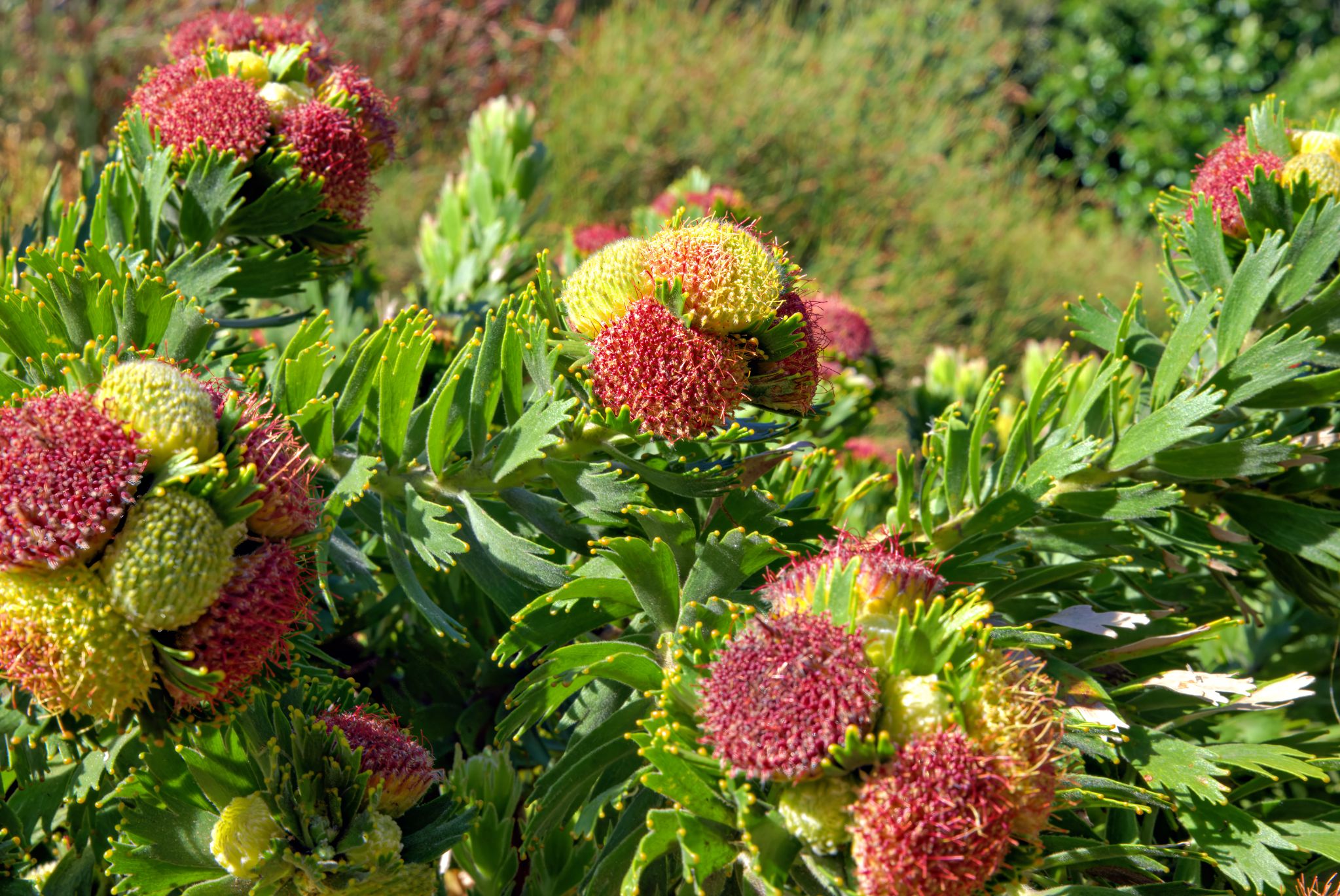 Botanischer Garten Kirstenbosch: Bei der abgebildeten Pflanze handelt es sich um eine Art der Gattung Leucospermum, allgemein bekannt als Nadelkissen.